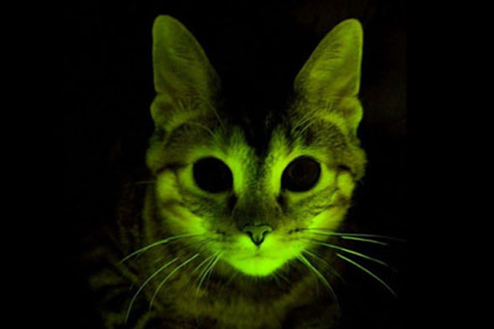 Glow-In-The-Dark Cat Is Spliced With Jellyfish Genes, May Hold Cure To
