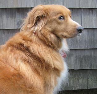 Stryder the Dog contemplates OCTOBERFEAST