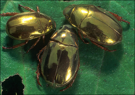 beetles