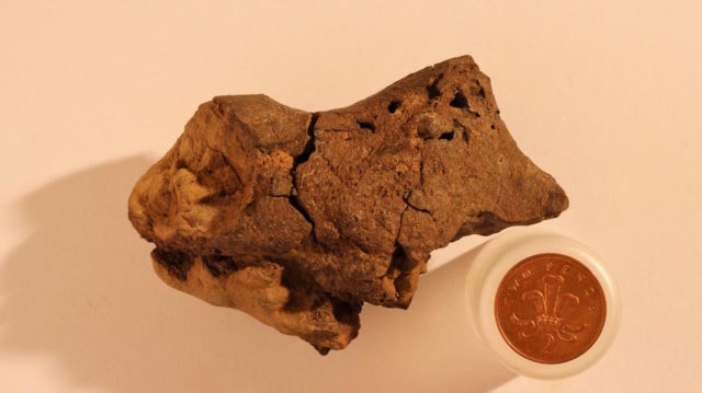 Fossilized Dinosaur Brain