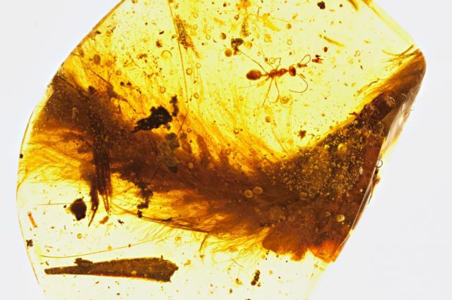 dinosaur tail found amber feathers