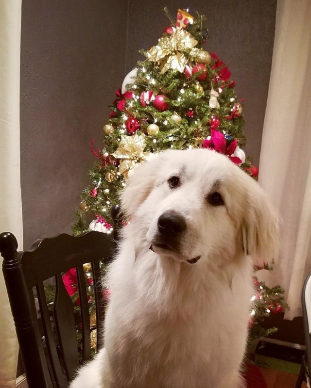 christmasdoggo