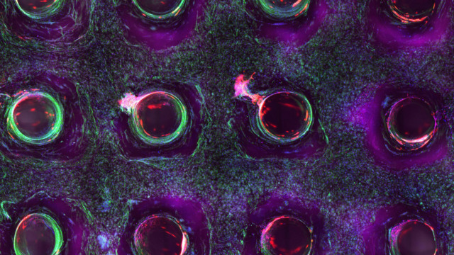 scientists bioprinted human liver