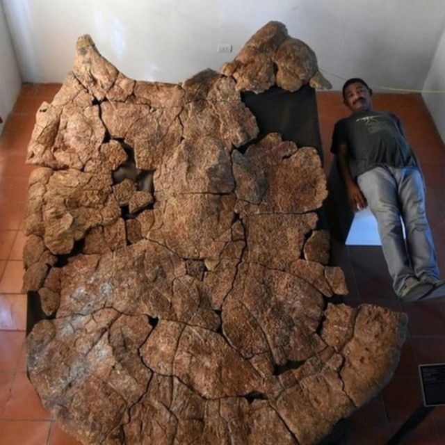 fossils of a turtle the size of a car found