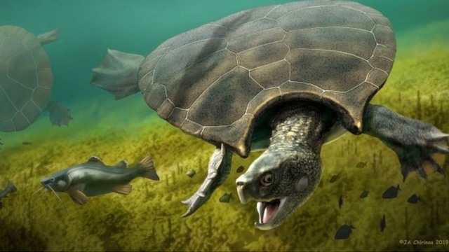 fossils of a turtle the size of a car found